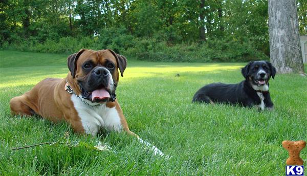 Stud Dogs in PA